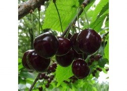 Prunus avium karina / Karina cseresznye 